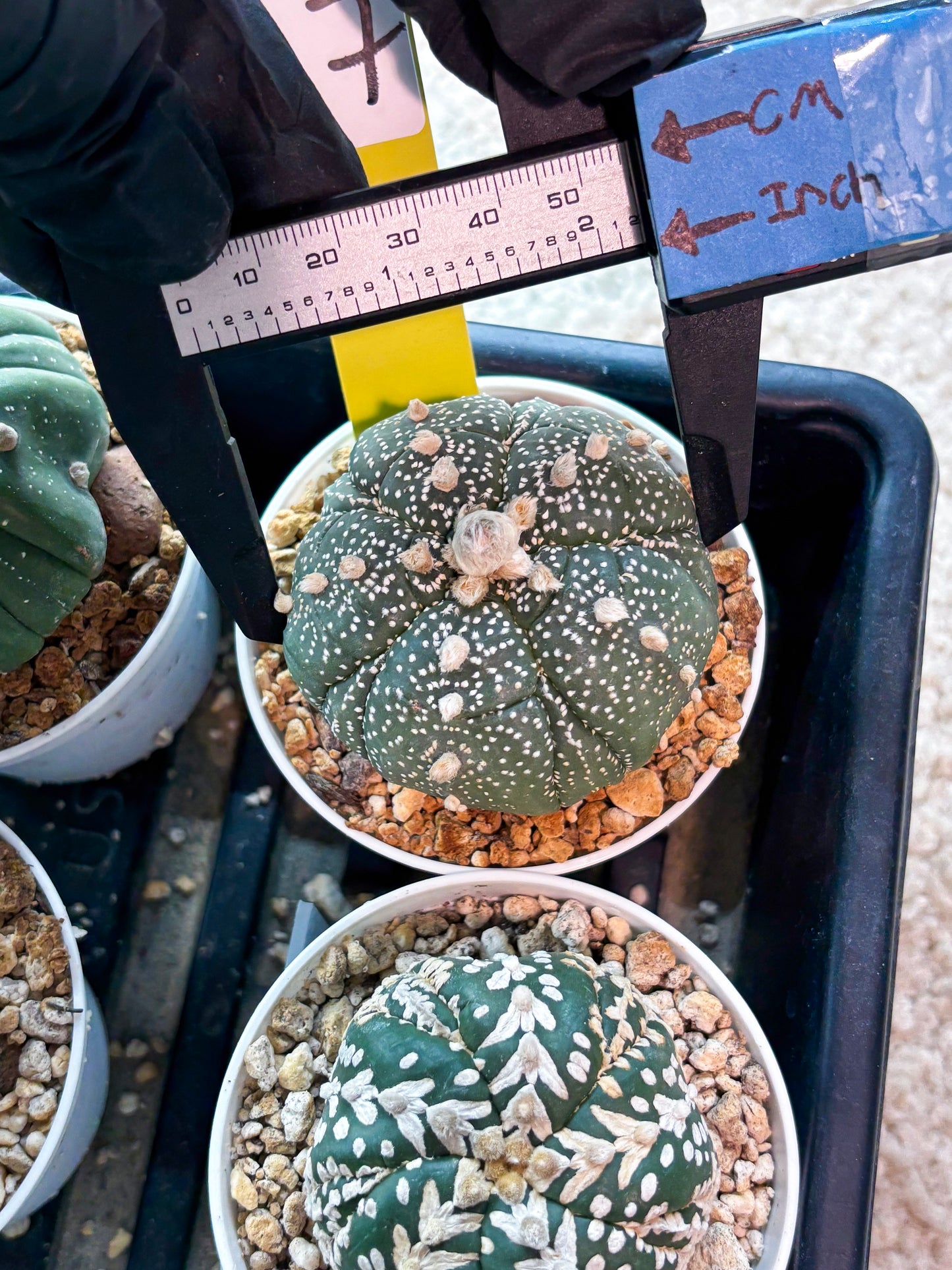 Astrophytum 5-Rib (T11) (y7) | Imported From Taiwan