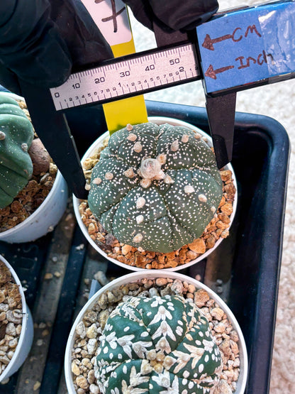 Astrophytum 5-Rib (T11) (y7) | Imported From Taiwan