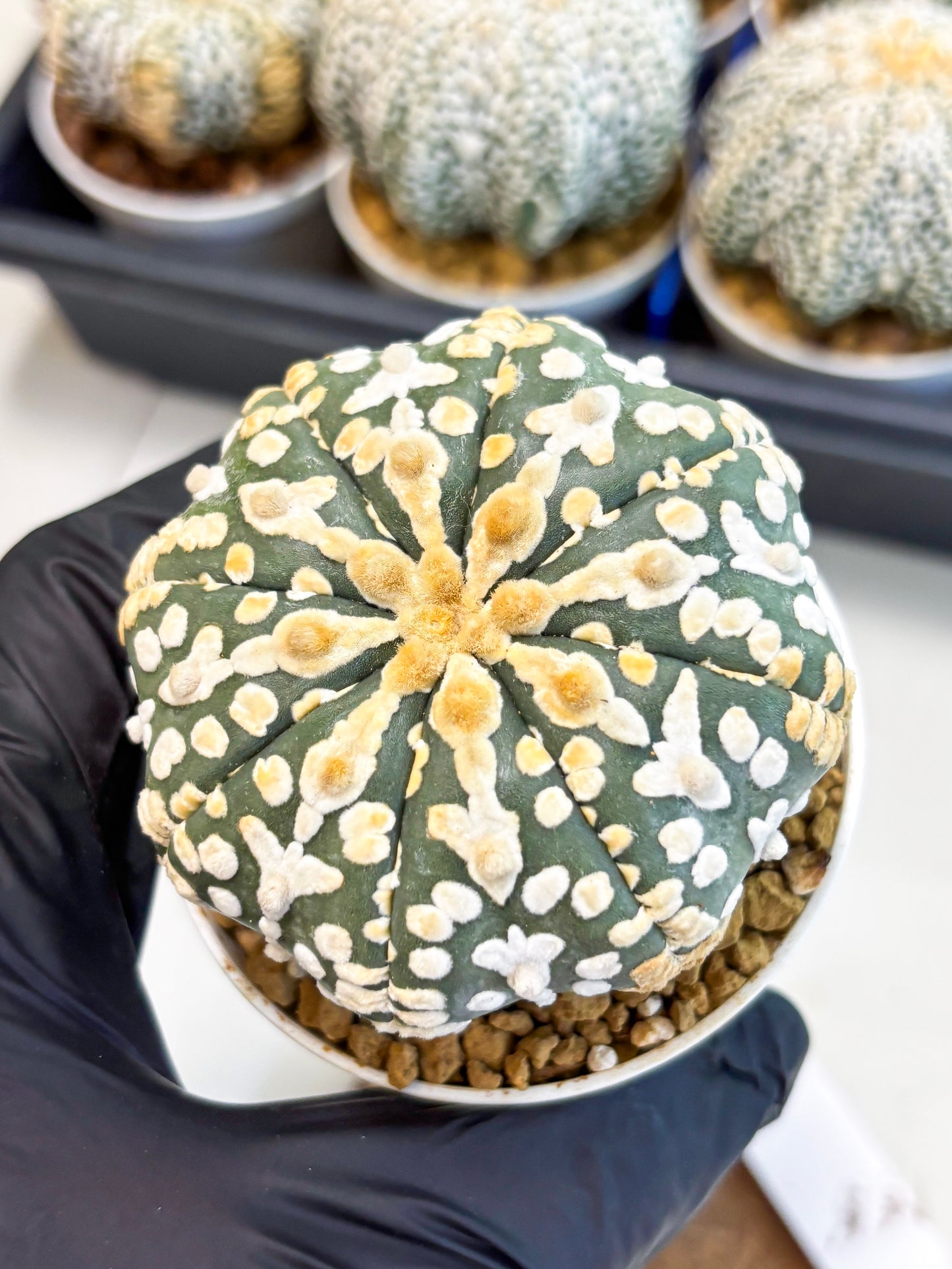 Astrophytum V-Type (at4) (y1) | Ship from Nevada