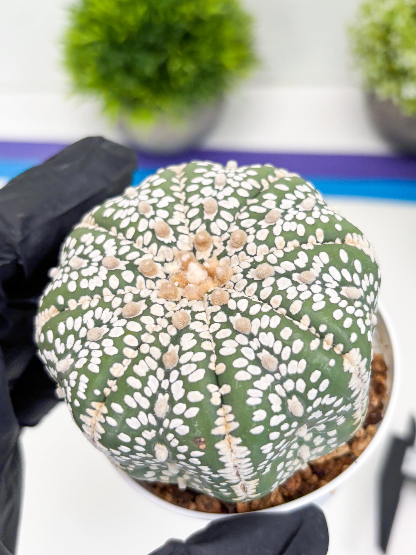 Astrophytum Super Kabuto (t7) (p1) | Imported Plants | 3" Pot