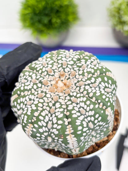 Astrophytum Super Kabuto (t7) (p1) | Imported Plants | 3" Pot