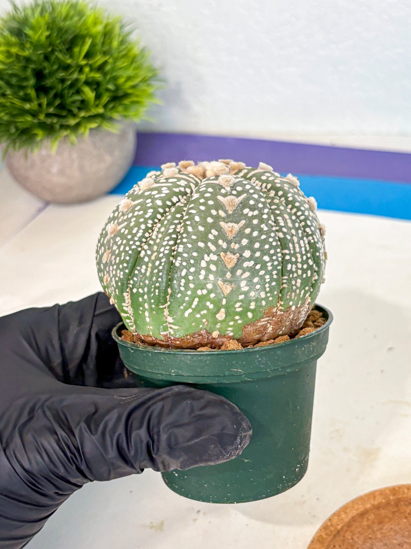 Astrophytum 5-Ribs (at7) (b7) | Living Rocks