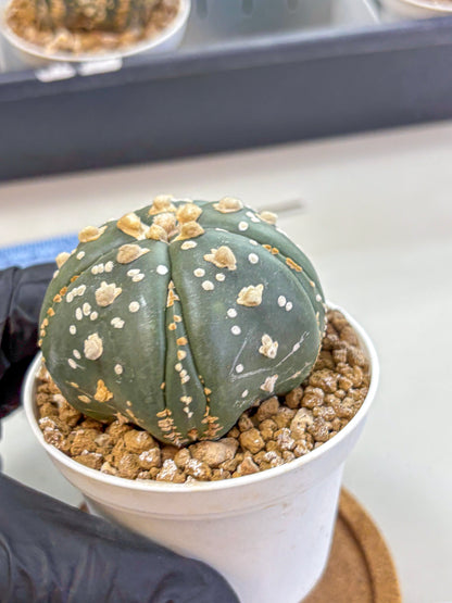Astrophytum Fukuryu (at8) (15) | Rare Plant | Succulent Cactus