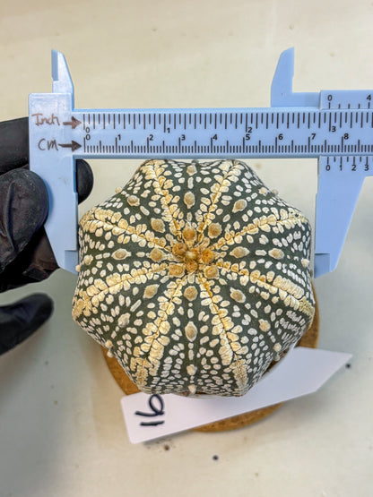 Astrophytum Super Kabuto (at10) (16) | sand dollar cactus