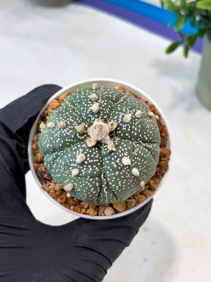 Astrophytum 5-Rib (T11) (y7) | Imported From Taiwan