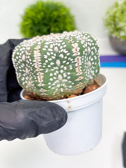 Astrophytum Super Kabuto (t7) (p1) | Imported Plants | 3" Pot
