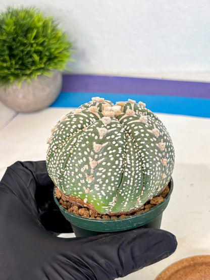 Astrophytum 5-Ribs (at7) (b7) | Living Rocks