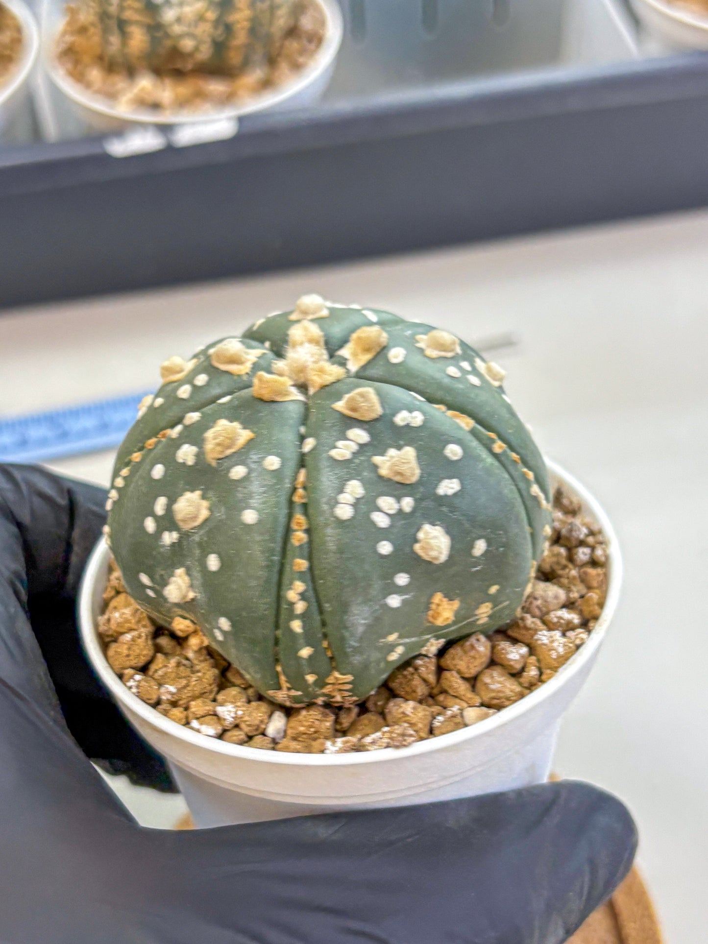 Astrophytum Fukuryu (at8) (15) | Rare Plant | Succulent Cactus