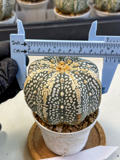 Astrophytum Super Kabuto (at10) (16) | sand dollar cactus
