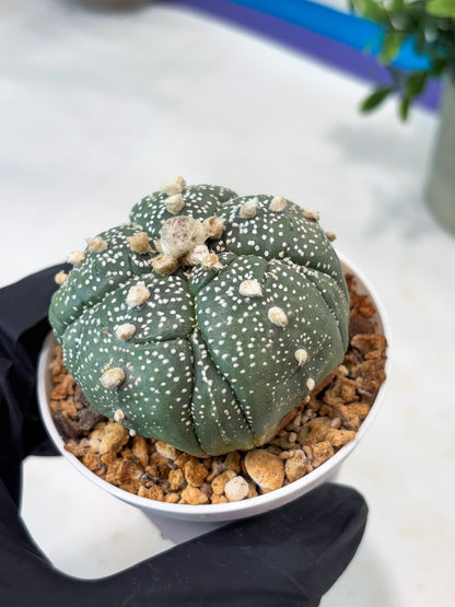 Astrophytum 5-Rib (T11) (y7) | Imported From Taiwan