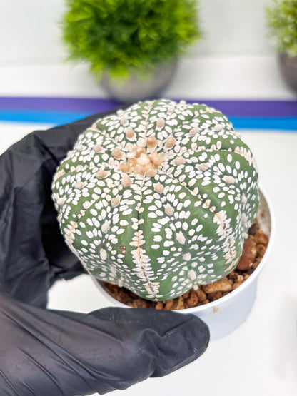 Astrophytum Super Kabuto (t7) (p1) | Imported Plants | 3" Pot