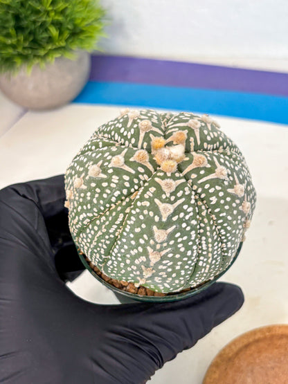 Astrophytum 5-Ribs (at7) (b7) | Living Rocks