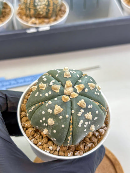 Astrophytum Fukuryu (at8) (15) | Rare Plant | Succulent Cactus