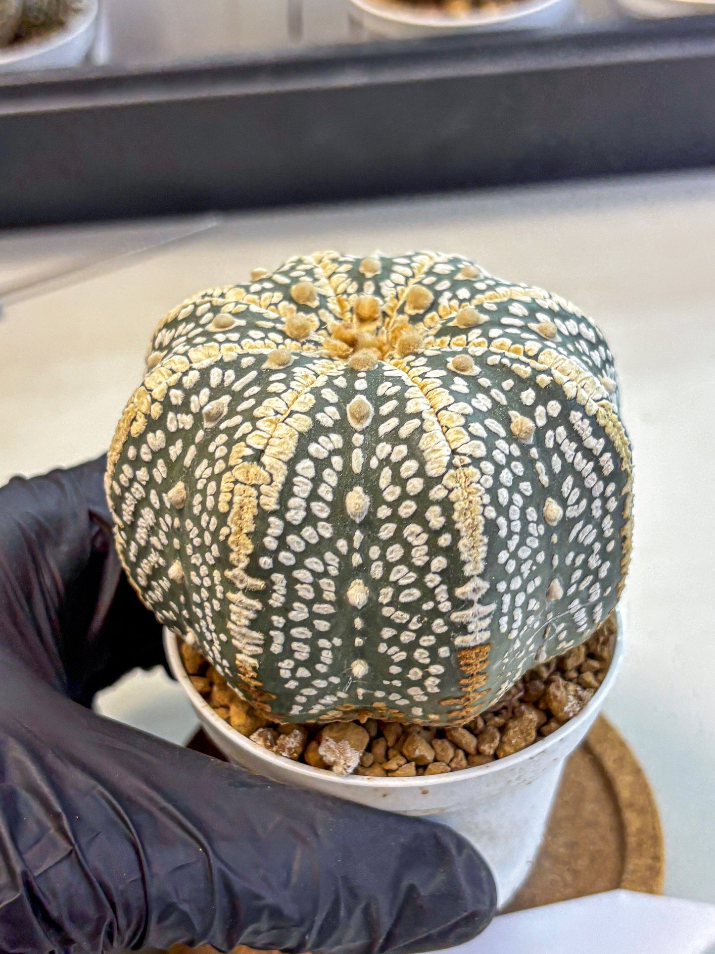 Astrophytum Super Kabuto (at10) (16) | sand dollar cactus