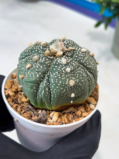Astrophytum 5-Rib (T11) (y7) | Imported From Taiwan