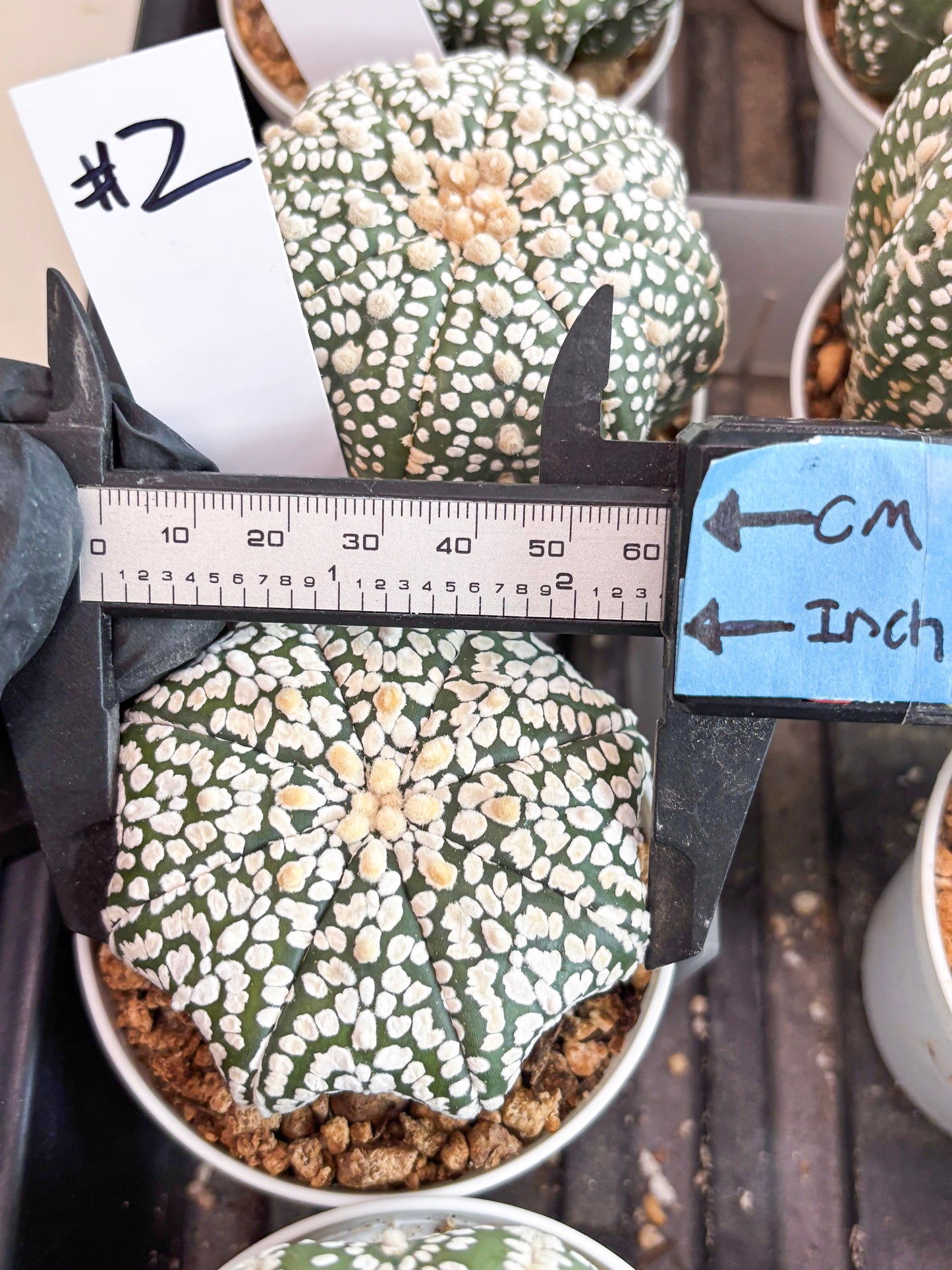 Astrophytum Super Kabuto (t7) (p2) | Imported Plants | 3" Pot