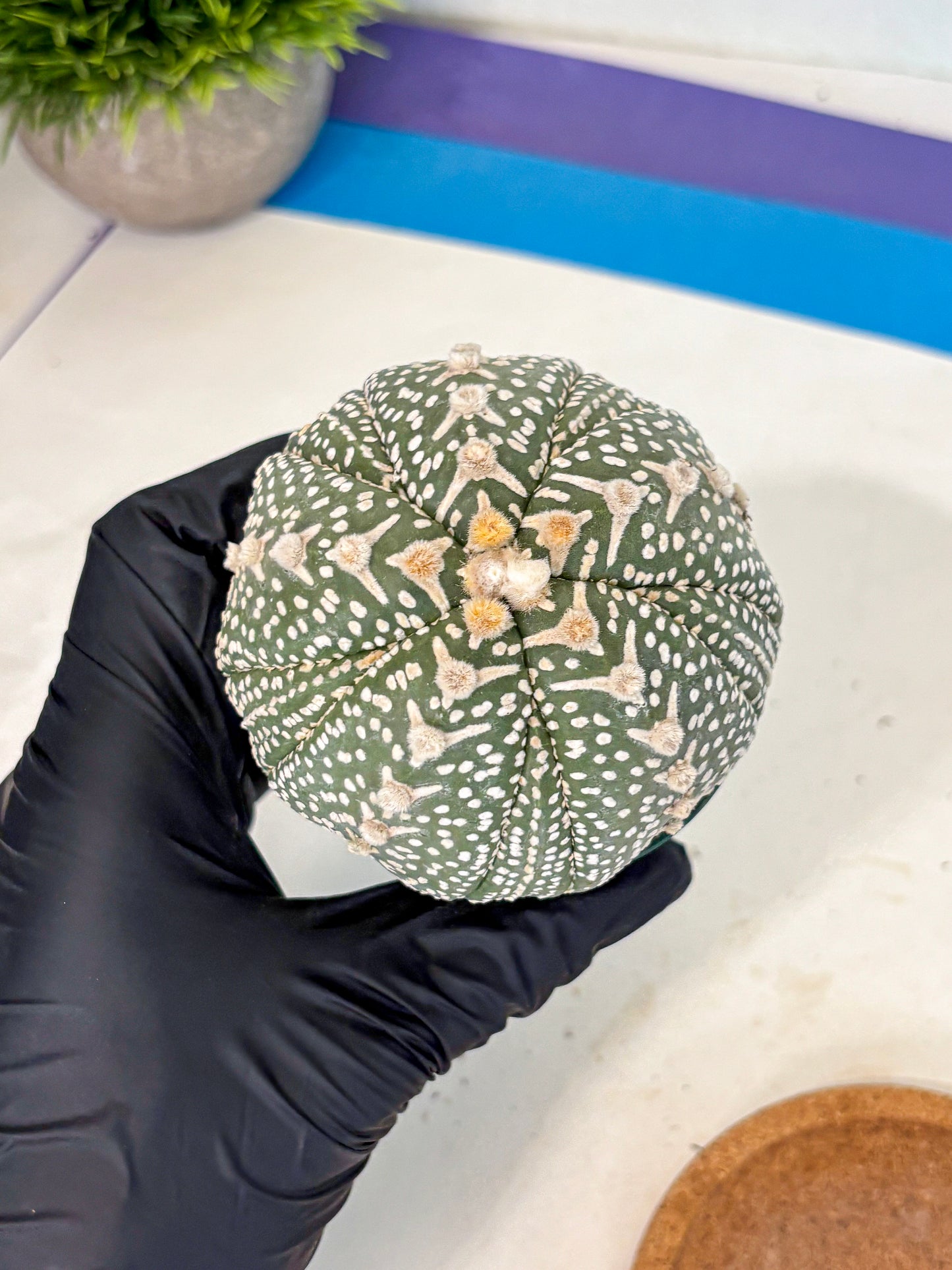 Astrophytum 5-Ribs (at7) (b7) | Living Rocks