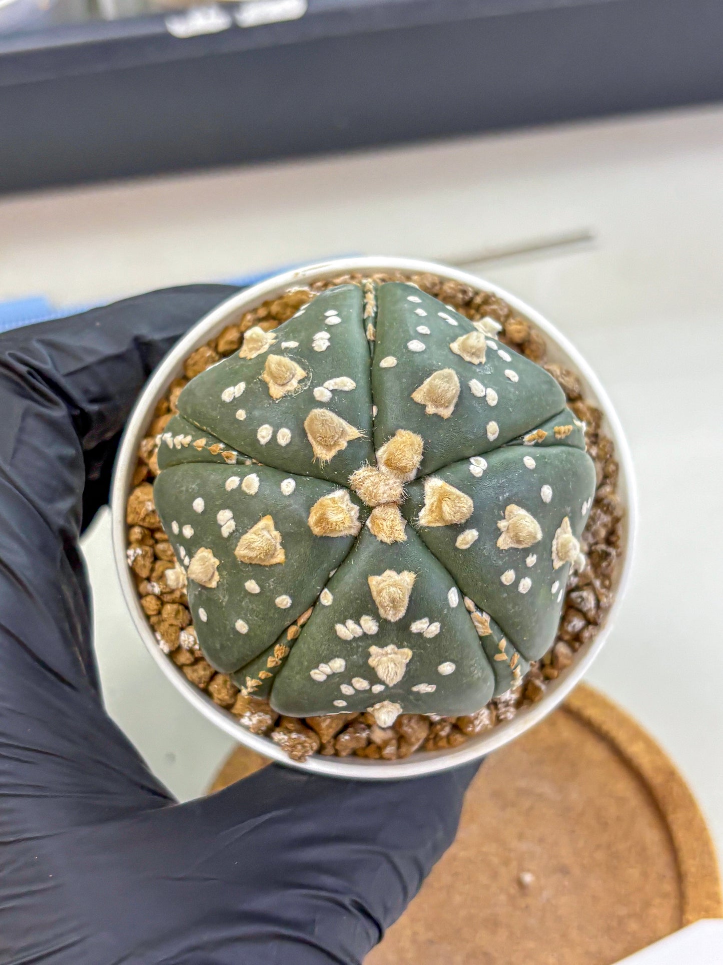 Astrophytum Fukuryu (at8) (15) | Rare Plant | Succulent Cactus
