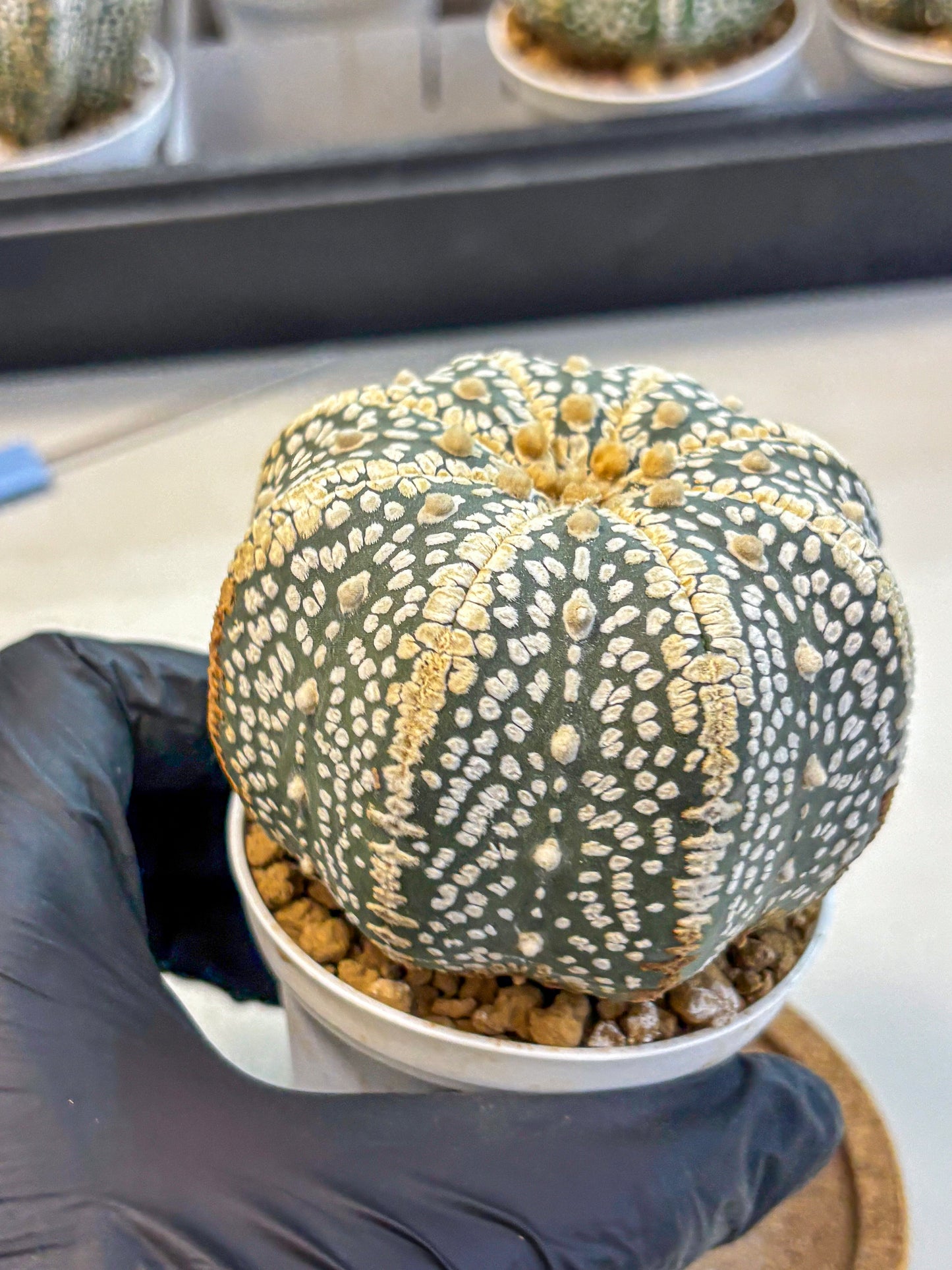 Astrophytum Super Kabuto (at10) (16) | sand dollar cactus