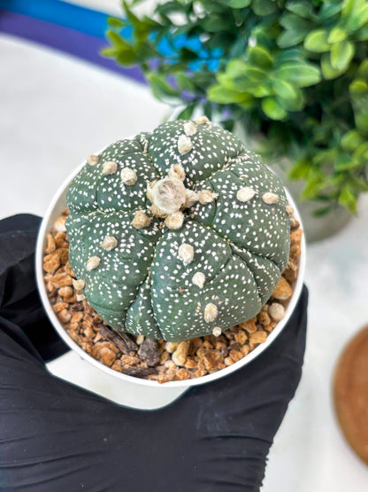 Astrophytum 5-Rib (T11) (y7) | Imported From Taiwan