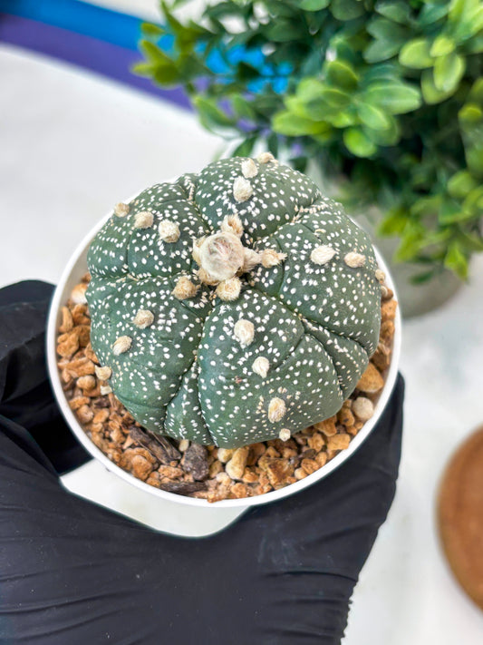 Astrophytum 5-Rib (T11) (y7) | Imported From Taiwan