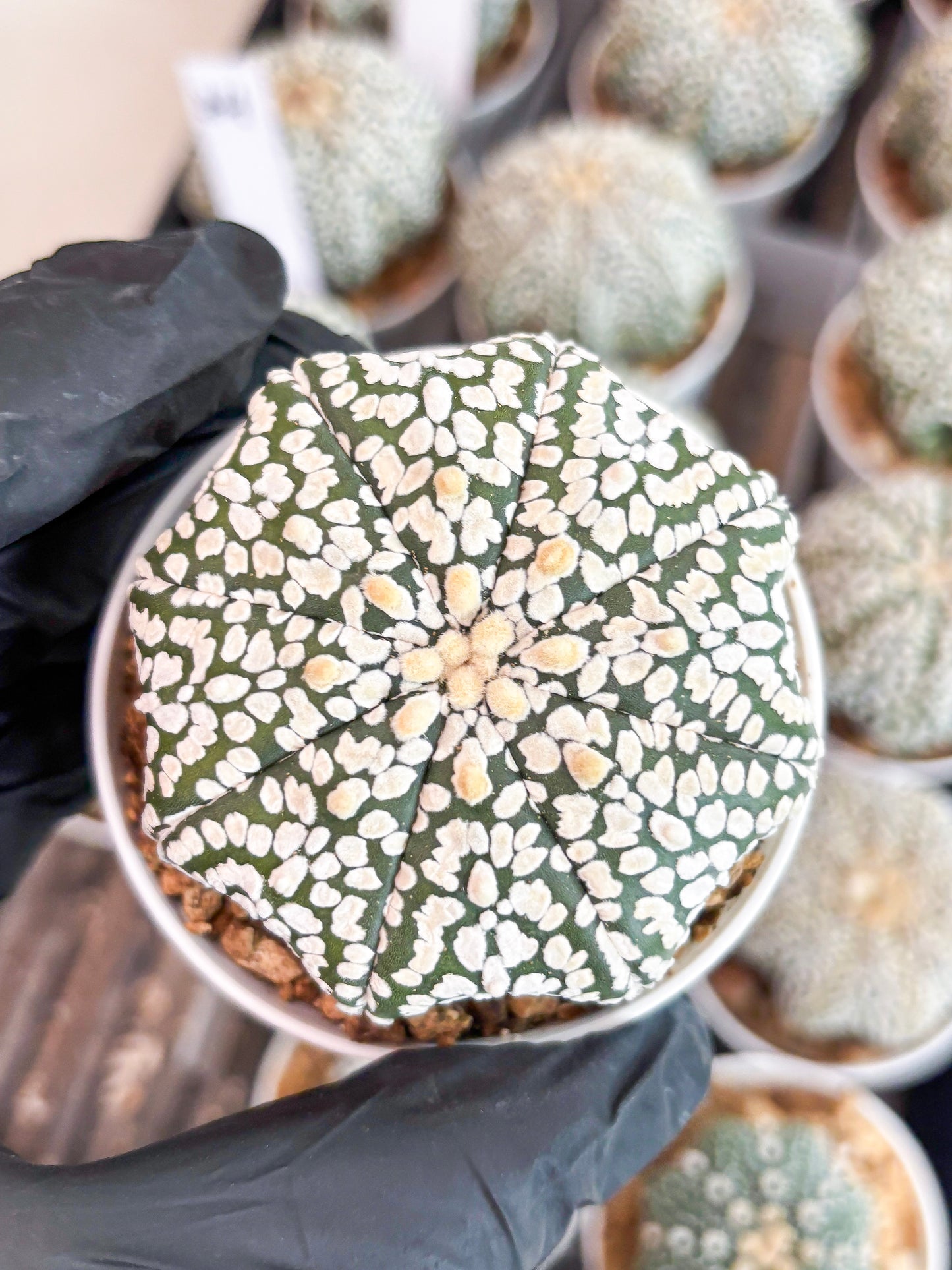Astrophytum Super Kabuto (t7) (p2) | Imported Plants | 3" Pot
