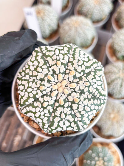 Astrophytum Super Kabuto (t7) (p2) | Imported Plants | 3" Pot