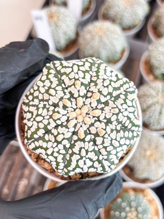 Astrophytum Super Kabuto (t7) (p2) | Imported Plants | 3" Pot
