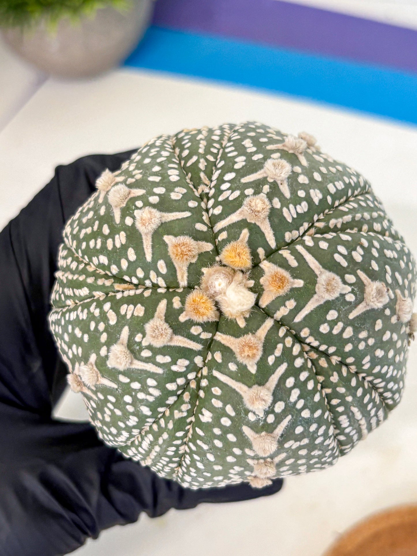 Astrophytum 5-Ribs (at7) (b7) | Living Rocks