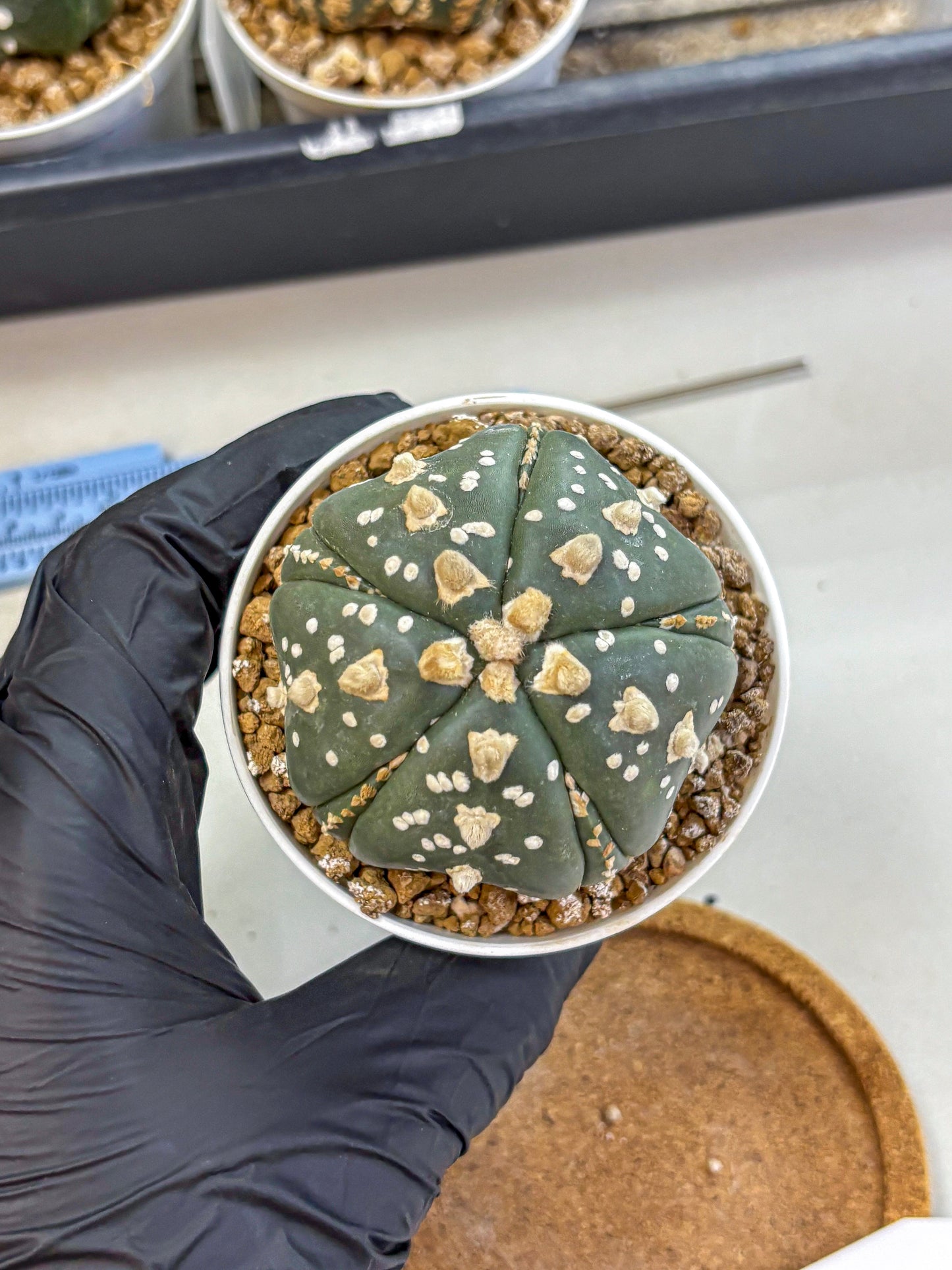 Astrophytum Fukuryu (at8) (15) | Rare Plant | Succulent Cactus