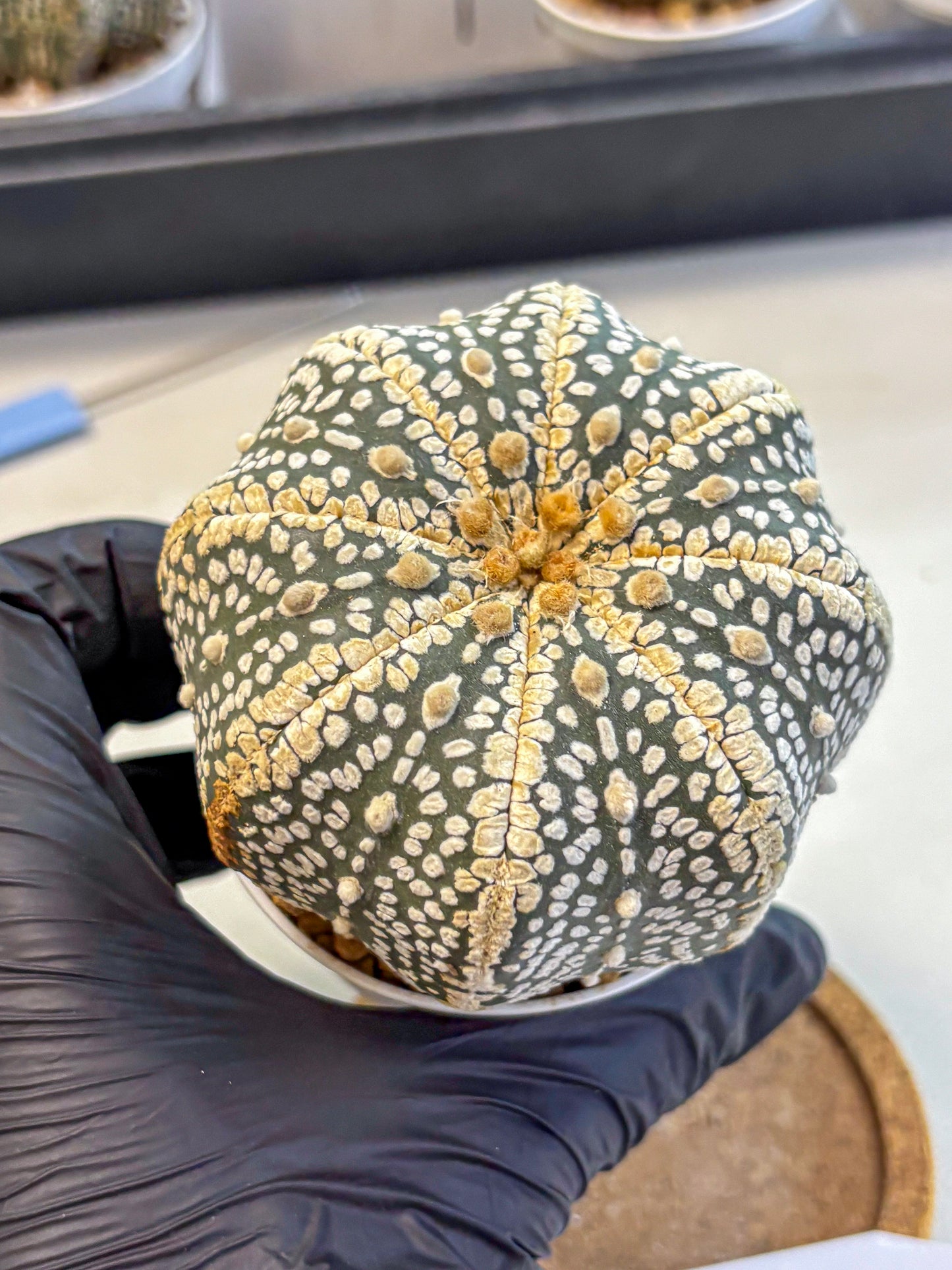 Astrophytum Super Kabuto (at10) (16) | sand dollar cactus