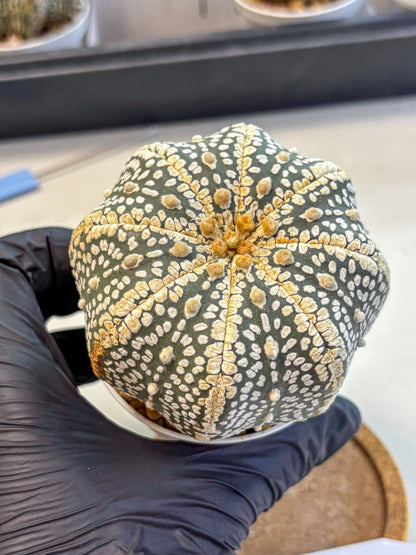 Astrophytum Super Kabuto (at10) (16) | sand dollar cactus