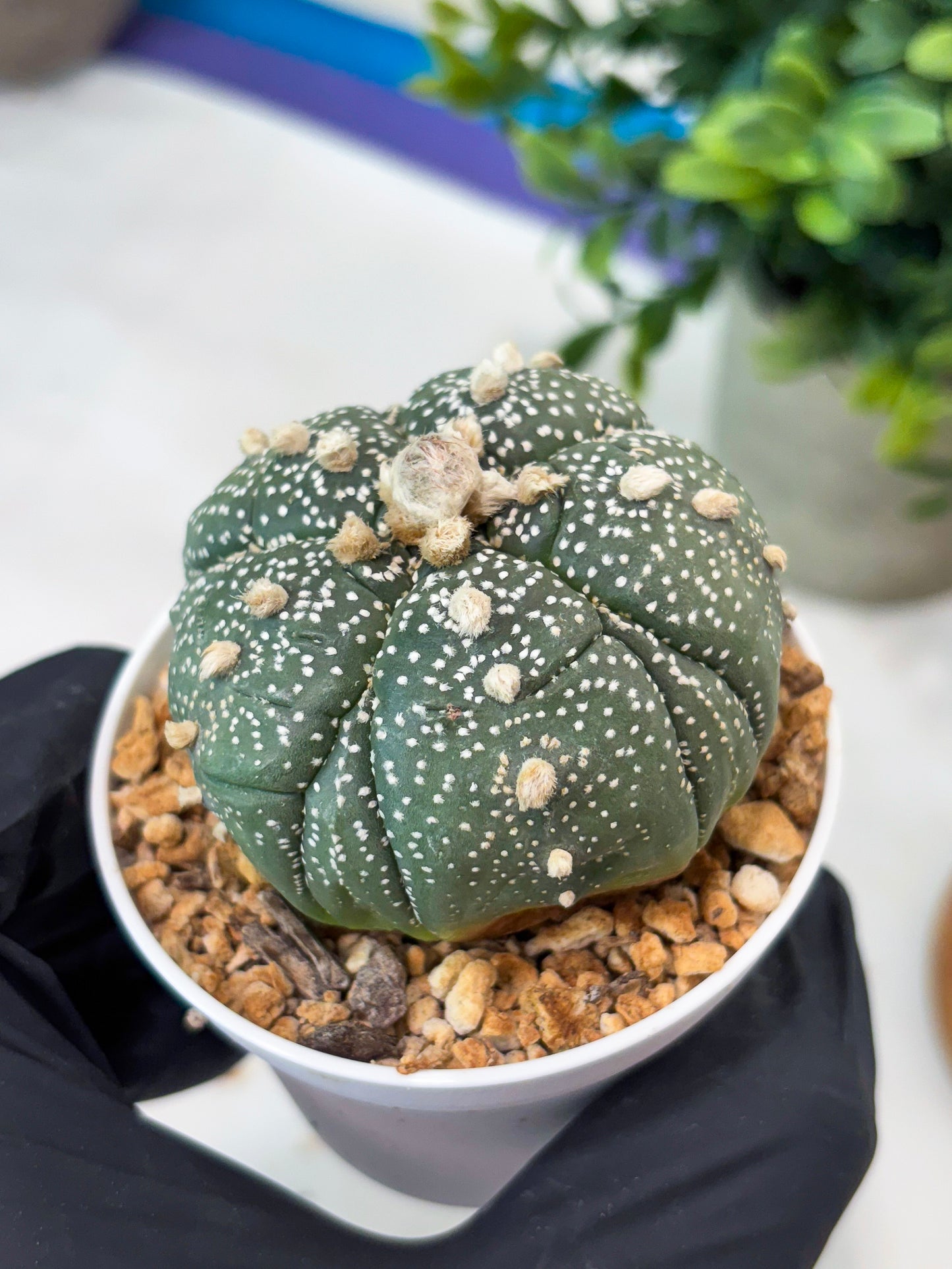 Astrophytum 5-Rib (T11) (y7) | Imported From Taiwan