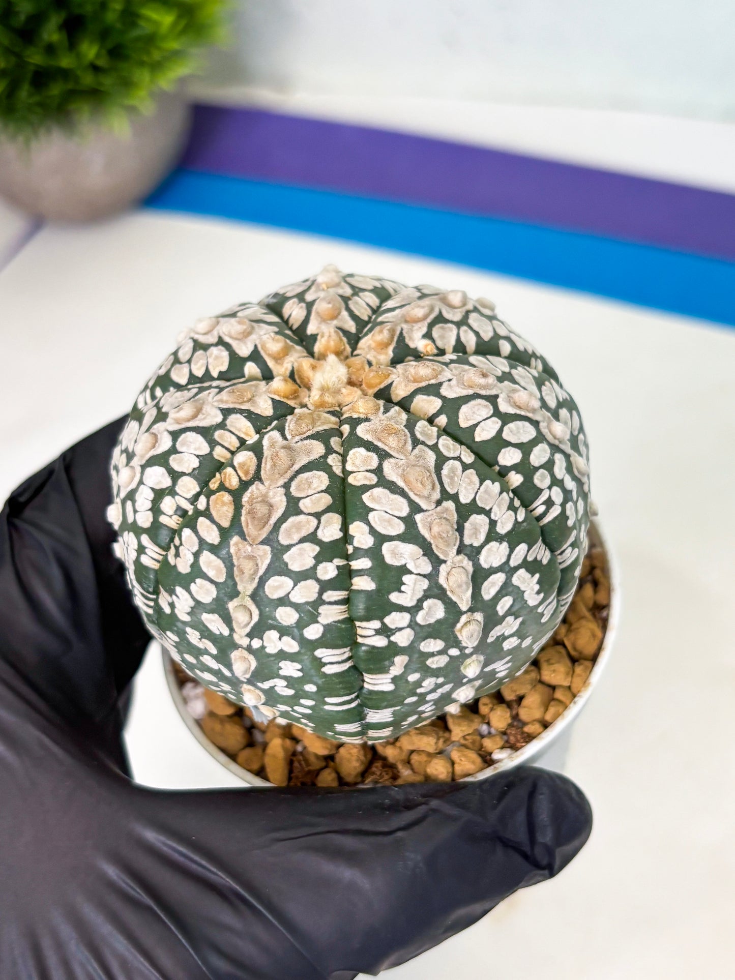 Astrophytum V-Type (at4) (r2) | Ship from Nevada