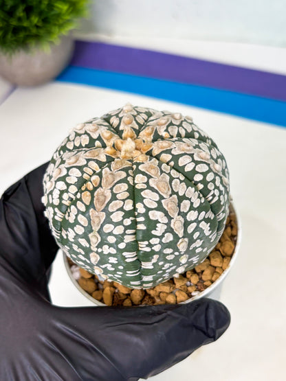 Astrophytum V-Type (at4) (r2) | Ship from Nevada