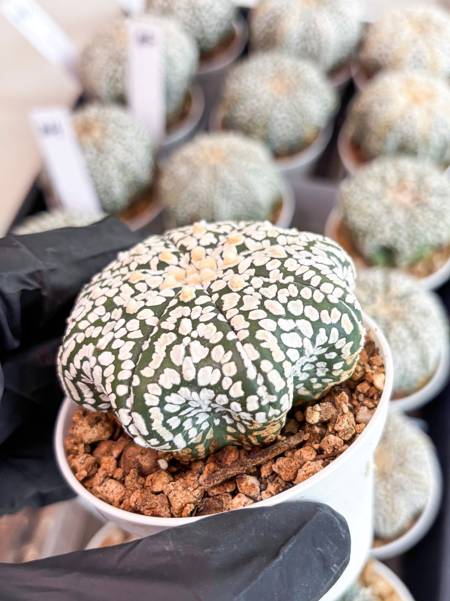 Astrophytum Super Kabuto (t7) (p2) | Imported Plants | 3" Pot