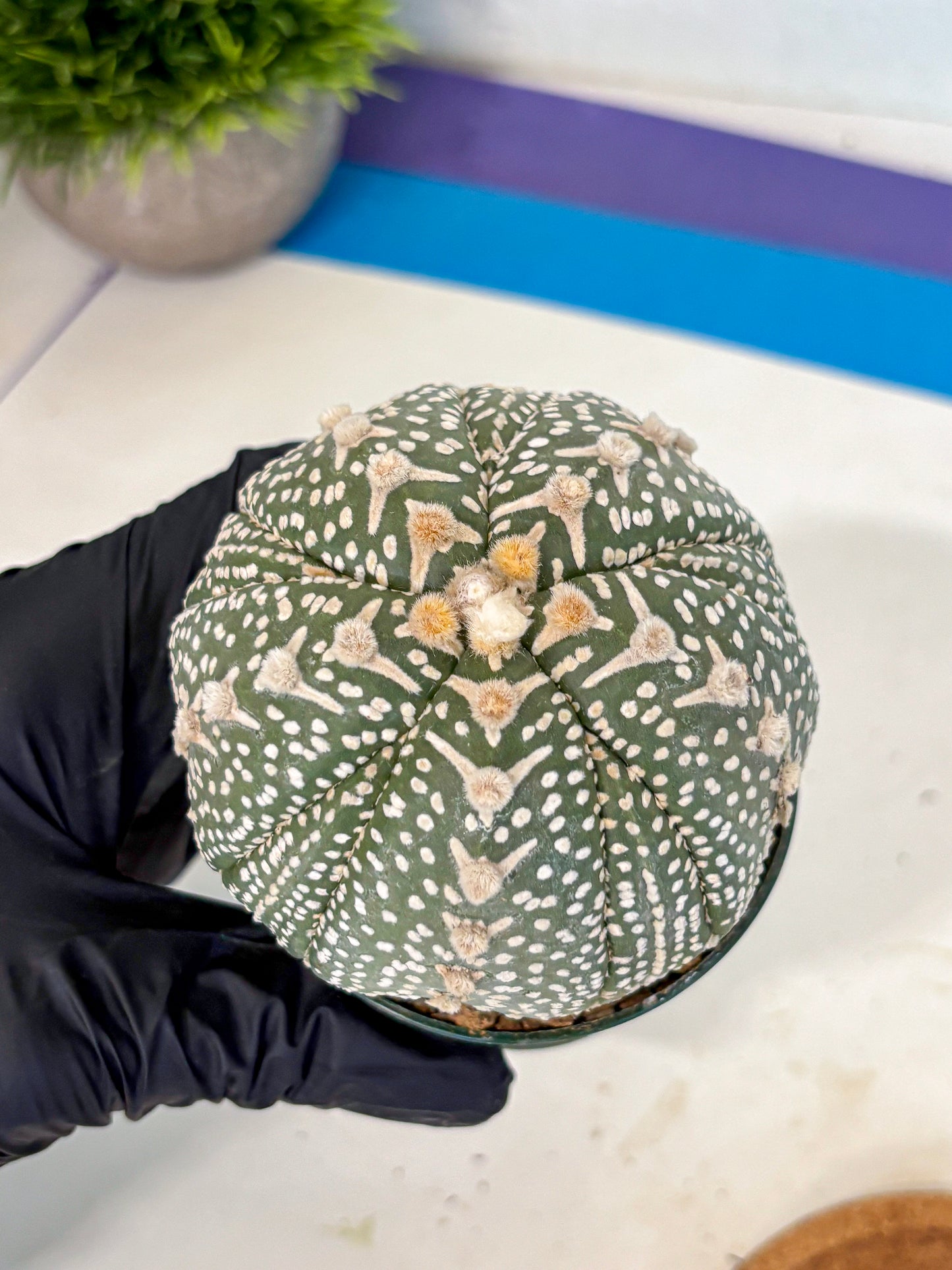 Astrophytum 5-Ribs (at7) (b7) | Living Rocks