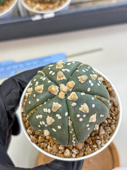 Astrophytum Fukuryu (at8) (15) | Rare Plant | Succulent Cactus