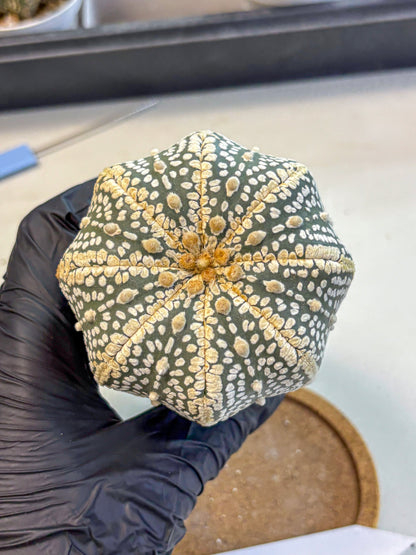 Astrophytum Super Kabuto (at10) (16) | sand dollar cactus