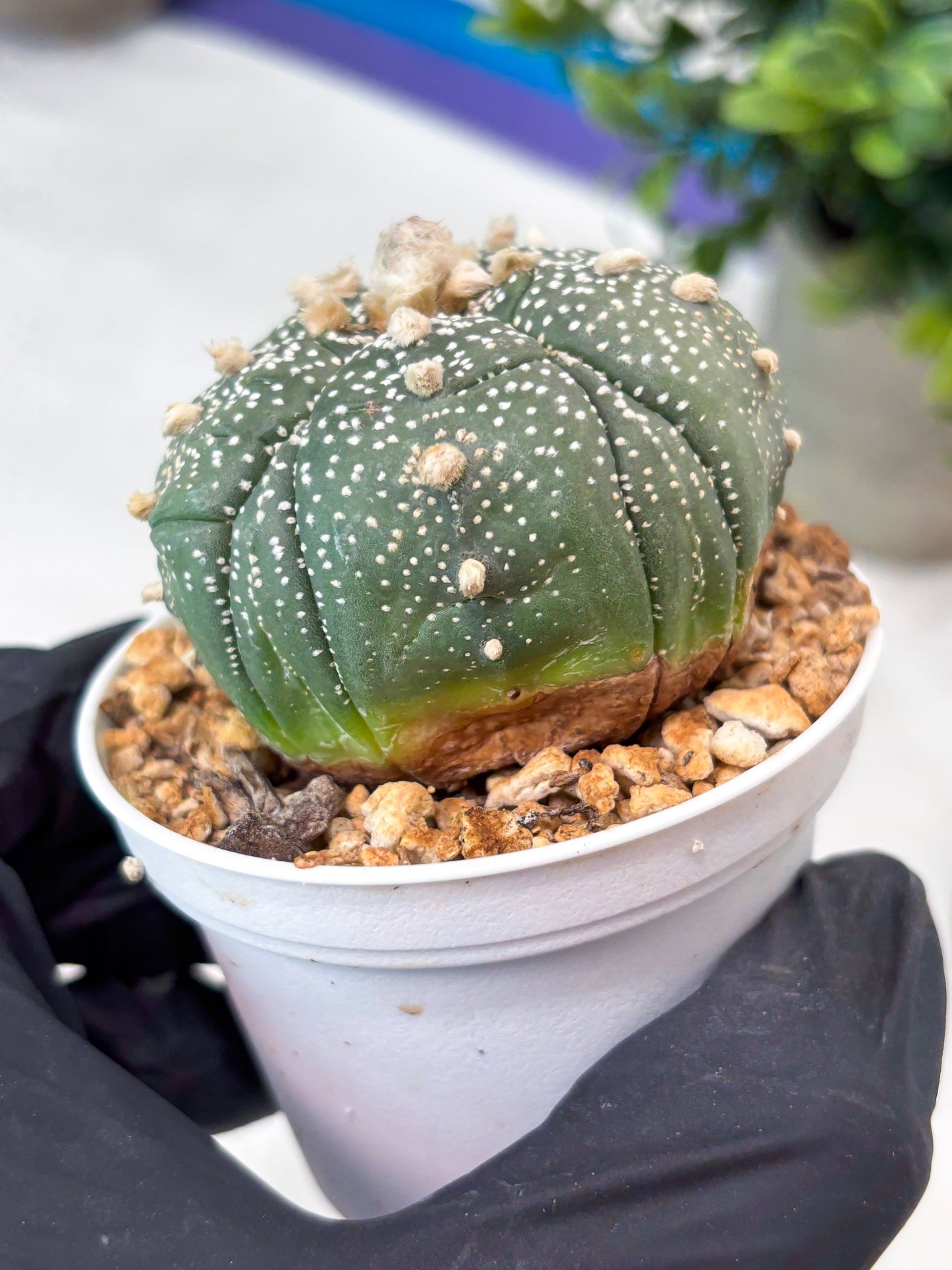 Astrophytum 5-Rib (T11) (y7) | Imported From Taiwan
