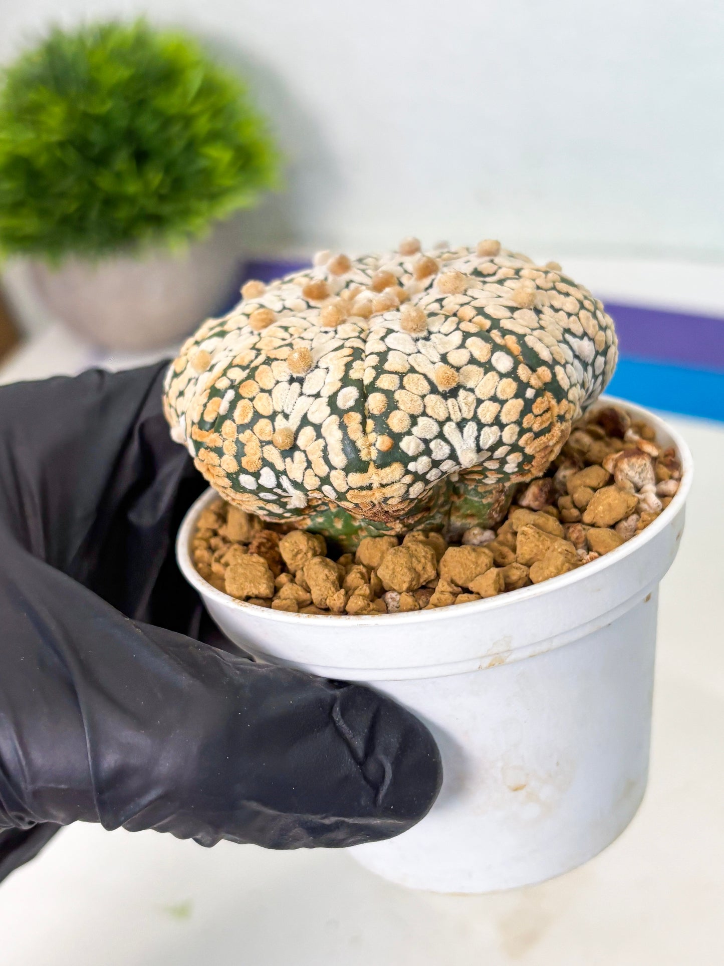 Astrophytum Star Shape (at4) (g2) | Imported Plant