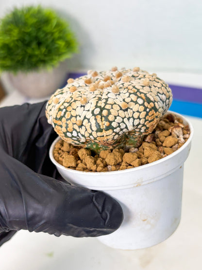 Astrophytum Star Shape (at4) (g2) | Imported Plant