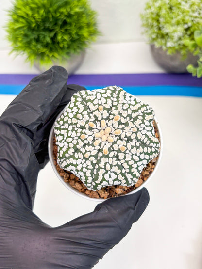 Astrophytum Super Kabuto (t7) (p2) | Imported Plants | 3" Pot