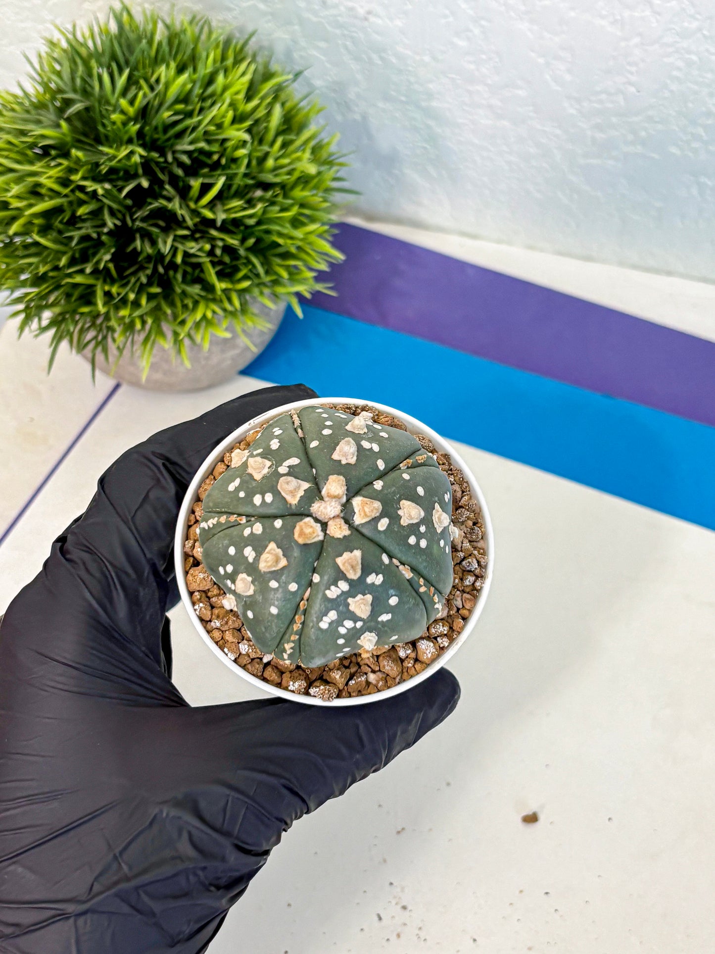 Astrophytum Fukuryu (at8) (15) | Rare Plant | Succulent Cactus