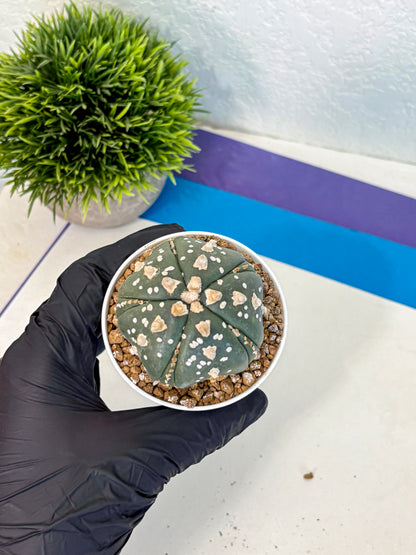 Astrophytum Fukuryu (at8) (15) | Rare Plant | Succulent Cactus