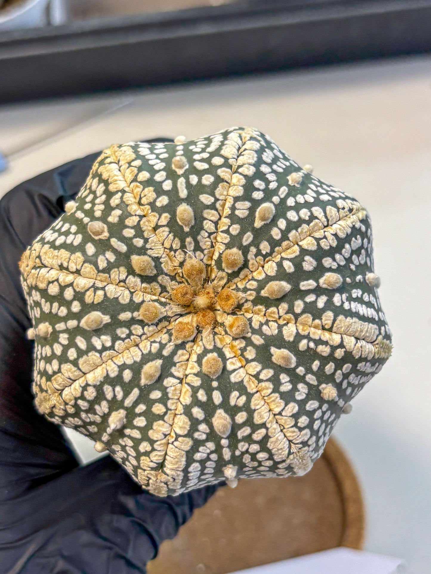 Astrophytum Super Kabuto (at10) (16) | sand dollar cactus