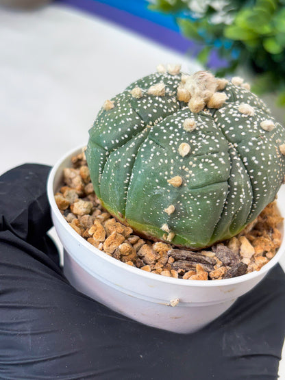 Astrophytum 5-Rib (T11) (y7) | Imported From Taiwan