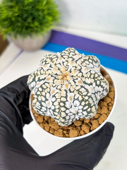 Astrophytum Star Shape (at4) (g1) | Imported Plant