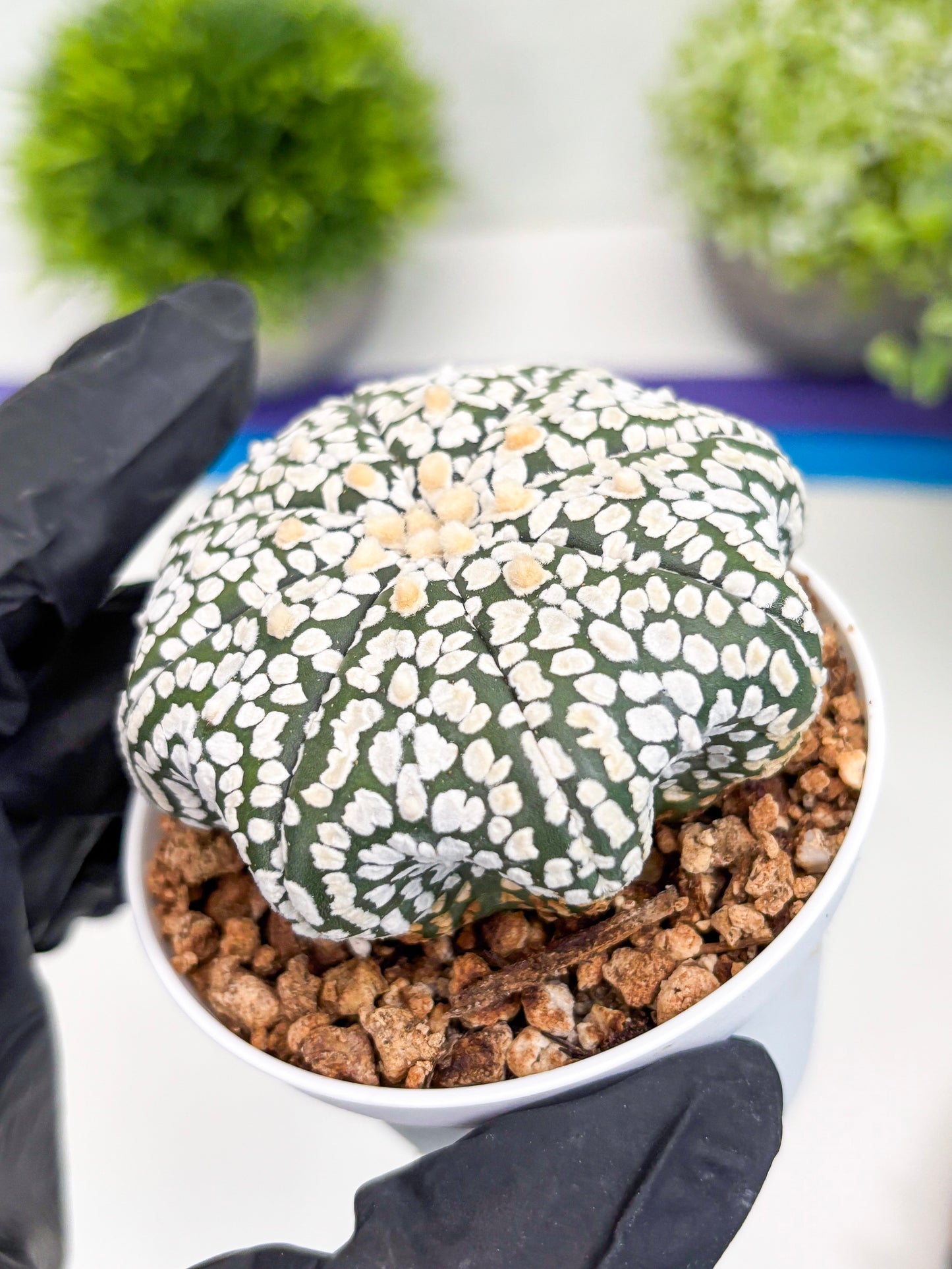 Astrophytum Super Kabuto (t7) (p2) | Imported Plants | 3" Pot