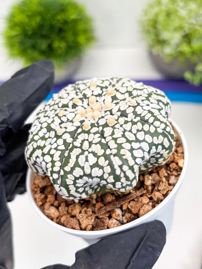 Astrophytum Super Kabuto (t7) (p2) | Imported Plants | 3" Pot